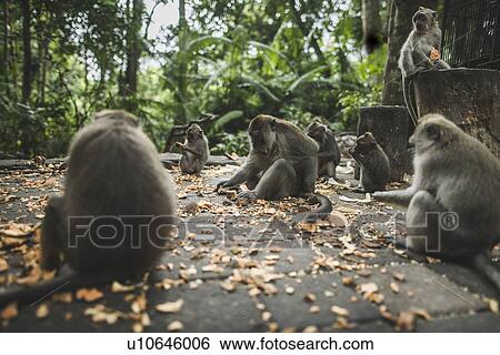 Macaques on pavement with leaves in Bali, Indonesia View Large Photo Image Stock Photograph - Macaques on pavement with leaves in Bali, Indonesia. Fotosearch