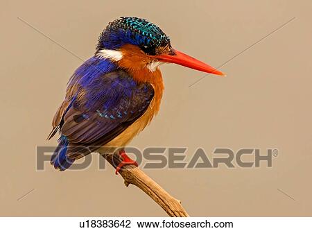 Stock Image - Malachite kingfisher perched on branch, side view, Kruger National Park, South Africa. Fotosearch
