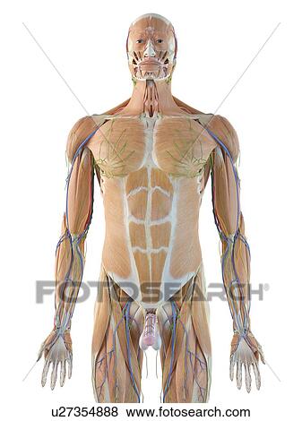 Stock Photo - Male anatomy, computer illustration.. Fotosearch