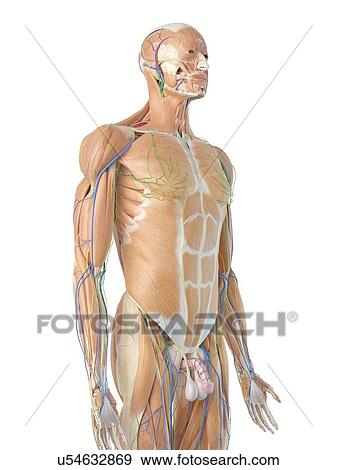 Stock Photo - Male anatomy, computer illustration.. Fotosearch