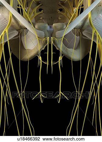 Male nervous system, computer illustration. View Large Photo Image Stock Image - Male nervous system, computer illustration.. Fotosearch