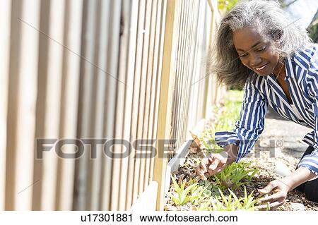 Stock Image - Mature woman gardening. Fotosearch