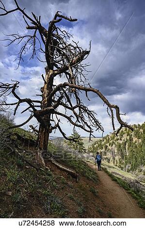 Mature woman hiking by dead tree in Colorado View Large Photo Image Stock Photo - Mature woman hiking by dead tree in Colorado. Fotosearch