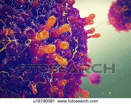 Stock Image - Measles morbilliviruses, illustration. Measles also known as morbilli and rubeola is a highly contagious viral infection.. Fotosearch