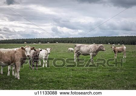 Stock Photo - Mixed livestock in statuesque formation in large field, Wales, UK.. Fotosearch