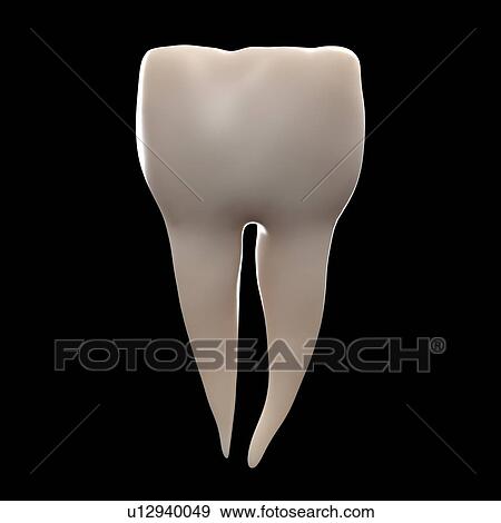 Stock Photo - Molar tooth, illustration.. Fotosearch