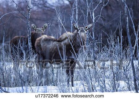 Stock Photograph - Moose in Picabo, Idaho. Fotosearch
