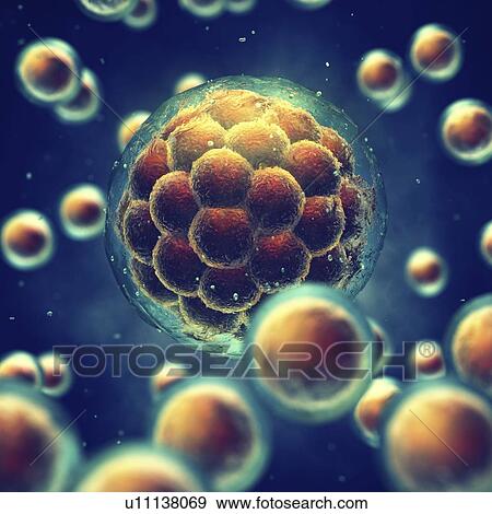Stock Photo - Morula, or early stage embryo, illustration.. Fotosearch