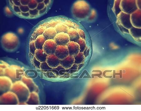 Morula, or early stage embryo, illustration. View Large Photo Image Stock Photo - Morula, or early stage embryo, illustration.. Fotosearch