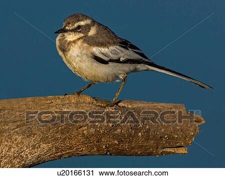 Mountain wagtail perched on tree branch, side view, Kruger National park, South Africa View Large Photo Image Stock Image - Mountain wagtail perched on tree branch, side view, Kruger National park, South Africa. Fotosearch
