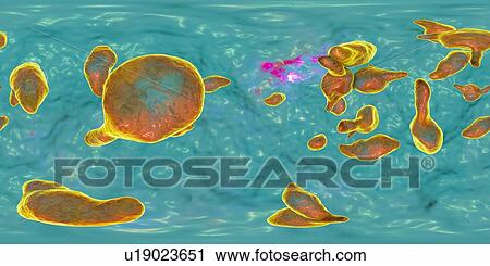 Stock Image - Mycoplasma genitalium bacteria, 360 degree panorama view, illustration. M. genitalium is a small parasitic bacterium. It is a sexually transmitted organism that causes non-gonococcal urethritis in men and several inflammatory reproductive tract.... Fotosearch