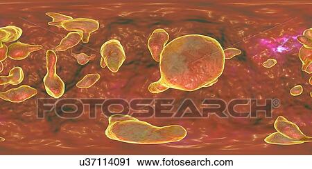 Mycoplasma genitalium bacteria, 360 degree panorama view, illustration. M. genitalium is a small parasitic bacterium. It is a sexually transmitted organism that causes non-gonococcal urethritis in men and several inflammatory reproductive tract... View Large Photo Image Stock Image - Mycoplasma genitalium bacteria, 360 degree panorama view, illustration. M. genitalium is a small parasitic bacterium. It is a sexually transmitted organism that causes non-gonococcal urethritis in men and several inflammatory reproductive tract.... Fotosearch