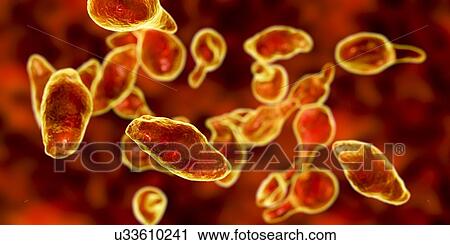 Stock Image - Mycoplasma genitalium bacteria, illustration. M. genitalium is a small parasitic bacterium. It is a sexually transmitted organism that causes non-gonococcal urethritis in men and several inflammatory reproductive tract syndromes in women such as.... Fotosearch