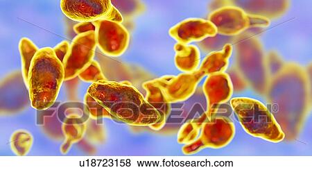 Mycoplasma genitalium bacteria, illustration. M. genitalium is a small parasitic bacterium. It is a sexually transmitted organism that causes non-gonococcal urethritis in men and several inflammatory reproductive tract syndromes in women such as... View Large Photo Image Stock Photo - Mycoplasma genitalium bacteria, illustration. M. genitalium is a small parasitic bacterium. It is a sexually transmitted organism that causes non-gonococcal urethritis in men and several inflammatory reproductive tract syndromes in women such as.... Fotosearch