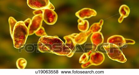 Mycoplasma genitalium bacteria, illustration. M. genitalium is a small parasitic bacterium. It is a sexually transmitted organism that causes non-gonococcal urethritis in men and several inflammatory reproductive tract syndromes in women such as... View Large Photo Image Stock Photo - Mycoplasma genitalium bacteria, illustration. M. genitalium is a small parasitic bacterium. It is a sexually transmitted organism that causes non-gonococcal urethritis in men and several inflammatory reproductive tract syndromes in women such as.... Fotosearch