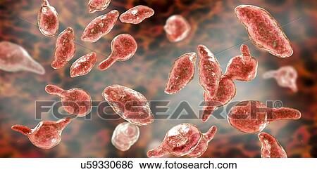 Stock Photograph - Mycoplasma genitalium bacteria, illustration. M. genitalium is a small parasitic bacterium. It is a sexually transmitted organism that causes non-gonococcal urethritis in men and several inflammatory reproductive tract syndromes in women such as.... Fotosearch