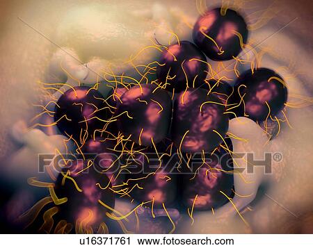 Stock Image - Neisseria gonorrhoeae bacteria, illustration.. Fotosearch