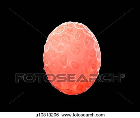 Nematode egg, illustration. View Large Photo Image Stock Photograph - Nematode egg, illustration.. Fotosearch