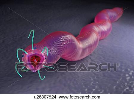 Picture - Nematode worm, illustration.. Fotosearch
