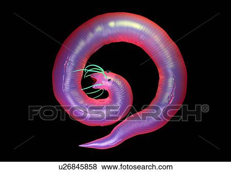Stock Photo - Nematode worm, illustration.. Fotosearch
