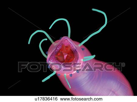 Stock Photograph - Nematode worm, illustration.. Fotosearch