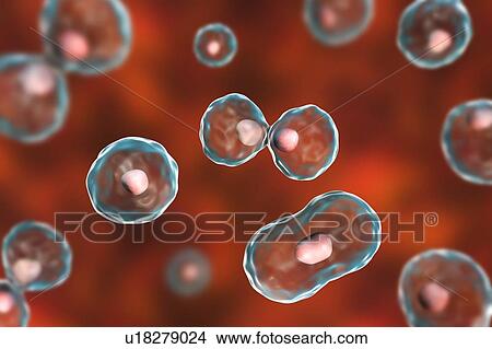 Picture - Nuclear division, computer illustration.. Fotosearch