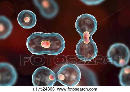 Nuclear division, computer illustration. View Large Photo Image Stock Image - Nuclear division, computer illustration.. Fotosearch