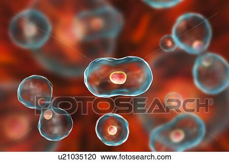 Stock Image - Nuclear division, computer illustration.. Fotosearch