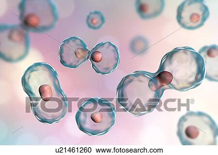 Nuclear division, computer illustration. View Large Photo Image Stock Image - Nuclear division, computer illustration.. Fotosearch
