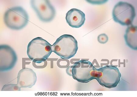 Stock Image - Nuclear division, computer illustration.. Fotosearch