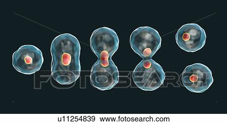 Stock Photo - Nuclear division, computer illustration.. Fotosearch