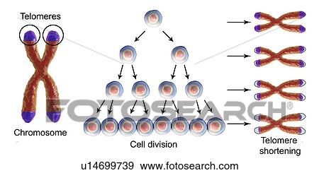 Nuclear division, computer illustration. View Large Photo Image Stock Photo - Nuclear division, computer illustration.. Fotosearch