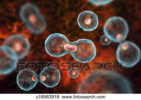 Nuclear division, computer illustration. View Large Photo Image Stock Photo - Nuclear division, computer illustration.. Fotosearch