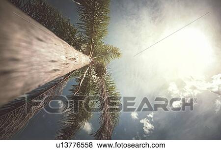 Palm tree in sunlight, low angle view. View Large Photo Image Stock Photo - Palm tree in sunlight, low angle view.. Fotosearch