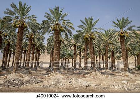 Picture - Palm tree plantation. Photographed in the Dead Sea region, Israel.. Fotosearch