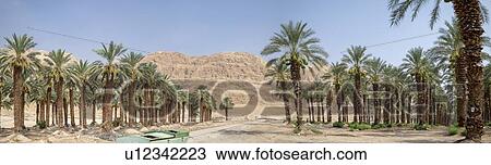 Palm tree plantation. Photographed in the Dead Sea region, Israel. View Large Photo Image Stock Image - Palm tree plantation. Photographed in the Dead Sea region, Israel.. Fotosearch