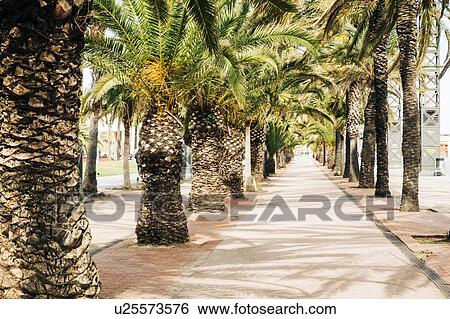 Stock Photograph - Palm trees on street in Barcelona, Spain. Fotosearch