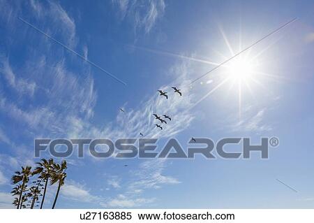 Pelicans flying under sunshine View Large Photo Image Stock Photography - Pelicans flying under sunshine. Fotosearch