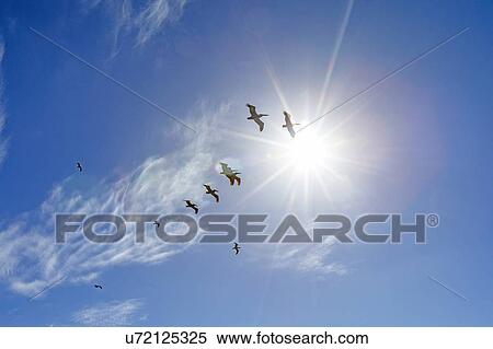 Pelicans flying under sunshine View Large Photo Image Stock Photography - Pelicans flying under sunshine. Fotosearch