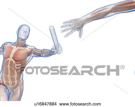 Picture - Person passing a relay baton, computer artwork.. Fotosearch