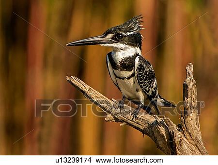 Picture - Pied kingfisher perched on branch, side view, Kruger National Park, South Africa. Fotosearch