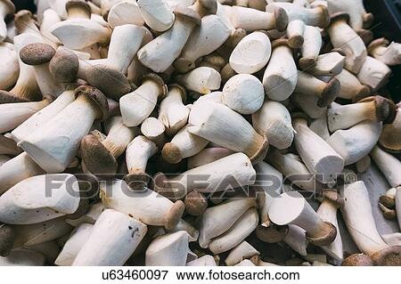 Stock Photo - Pile of king oyster mushrooms. Fotosearch