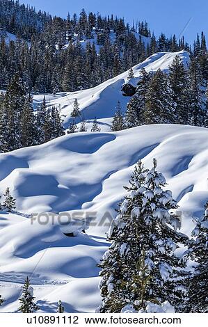 Pine trees in snow on mountain in Sun Valley, Idaho, USA View Large Photo Image Stock Image - Pine trees in snow on mountain in Sun Valley, Idaho, USA. Fotosearch