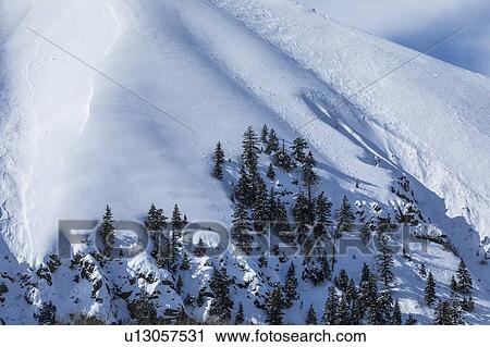 Pine trees on snow covered mountain in Sun Valley, Idaho, USA View Large Photo Image Stock Image - Pine trees on snow covered mountain in Sun Valley, Idaho, USA. Fotosearch