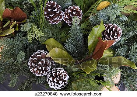 Stock Photo - Pinecones and greenery. Fotosearch