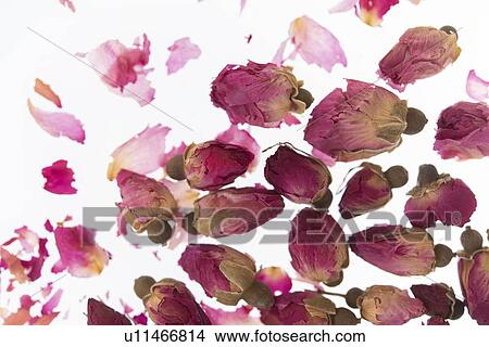 Picture - Pink flowers. Fotosearch