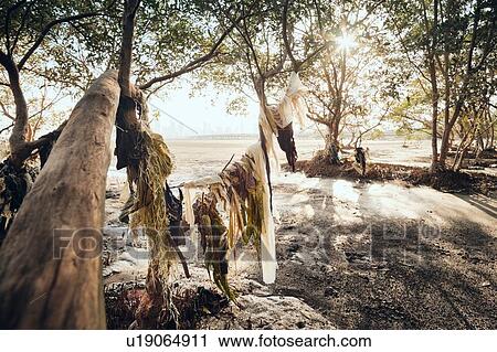 Stock Image - Plastic pollution on seashore, Costa del Este, Ciudad de Panam, Panama. Fotosearch