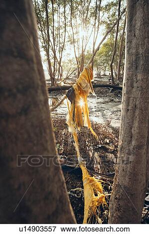 Stock Photo - Plastic pollution on seashore, Costa del Este, Ciudad de Panam, Panama. Fotosearch