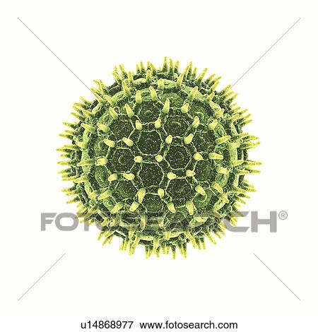 Stock Photo - Pollen grain, illustration.. Fotosearch