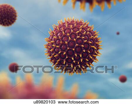 Pollen grains, illustration. View Large Photo Image Stock Image - Pollen grains, illustration.. Fotosearch